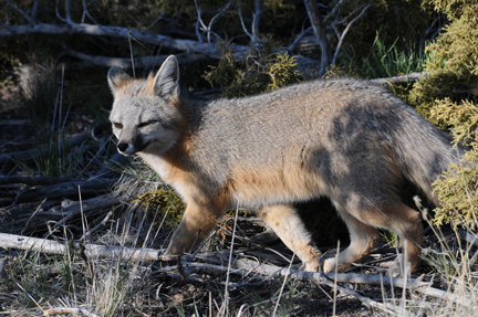 Gray Fox Gray Fox