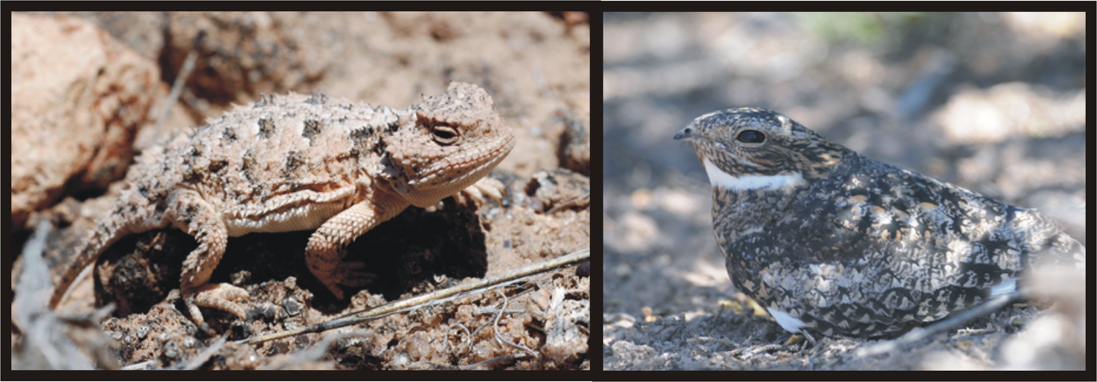 short horned lizard and common nighthawk