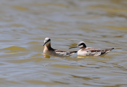 Phalaropes