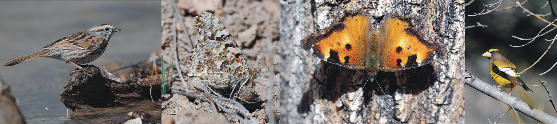 recent wildlife