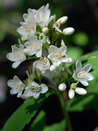 flowering bush at Ponderosa