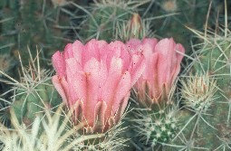 Pitaya cactus Pitaya cactus
