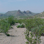 Along the trail to Mule Ears Spring Along the trail to Mule Ears Spring
