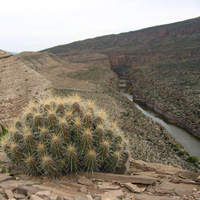 San Vicente Canyon and pitaya cactus San Vicente Canyon and pitaya cactus