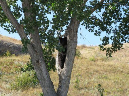 Bears Camping