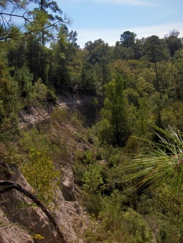 forested cliff