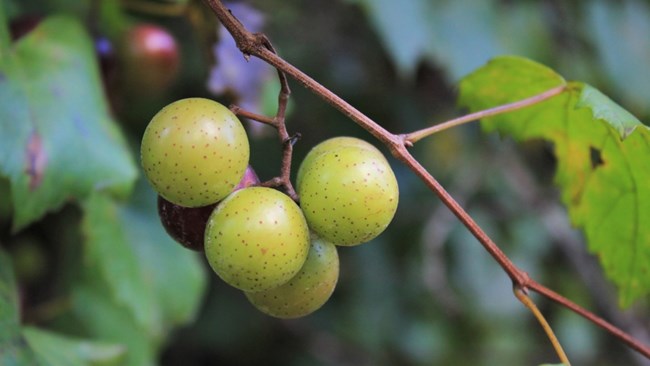 cluster of grapes on a branch