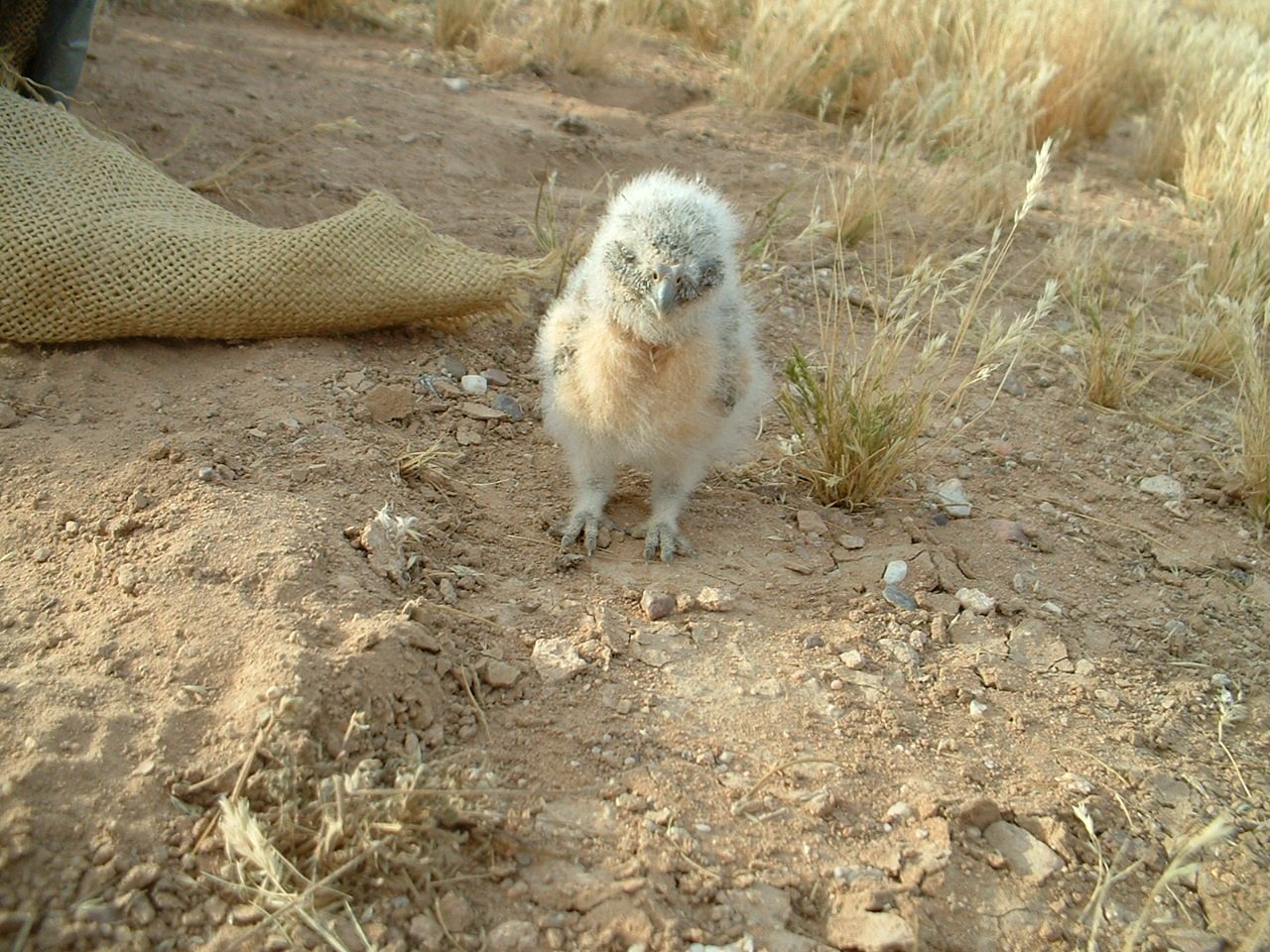 Owl Baby