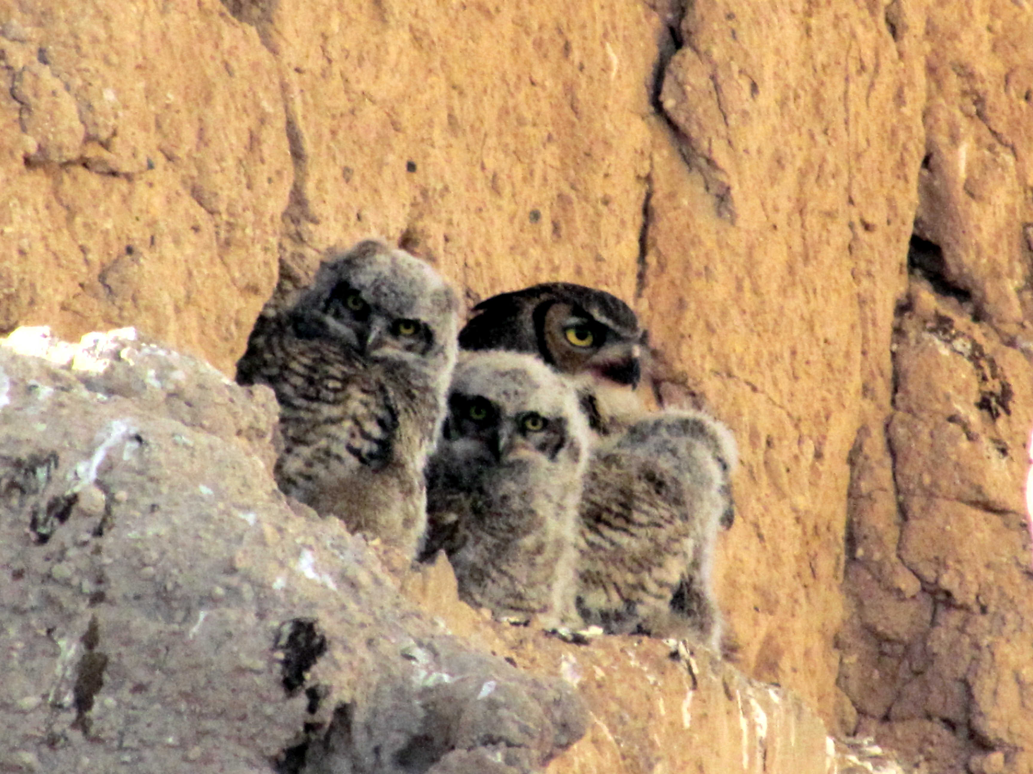 The Birds of Casa Grande Ruins NM - Casa Grande Ruins National Monument