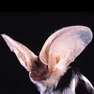 Bat pics, Bat wallpapers, Bat pictures free, Bat photos free