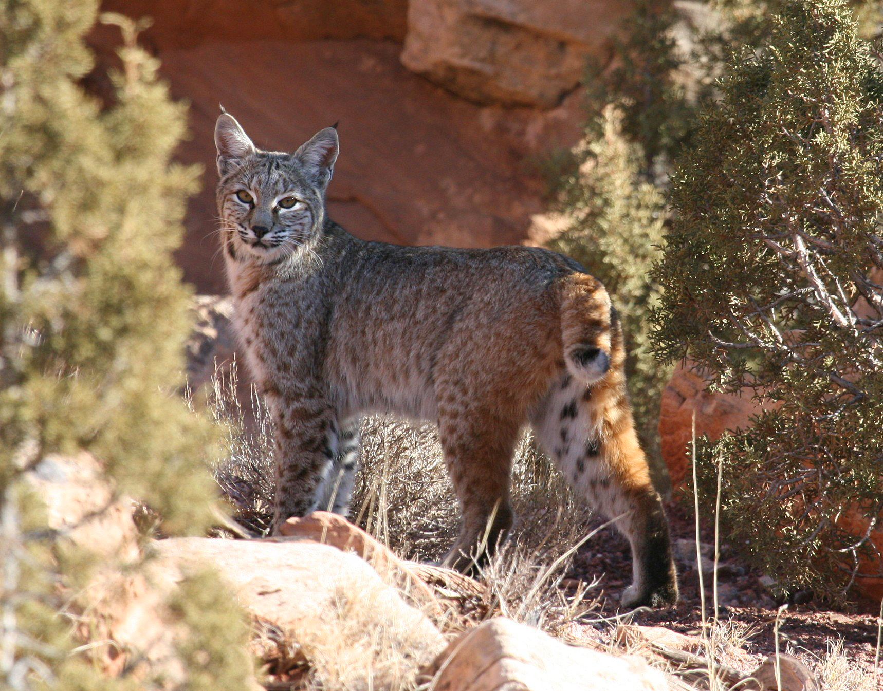 Bobcats In Kentucky