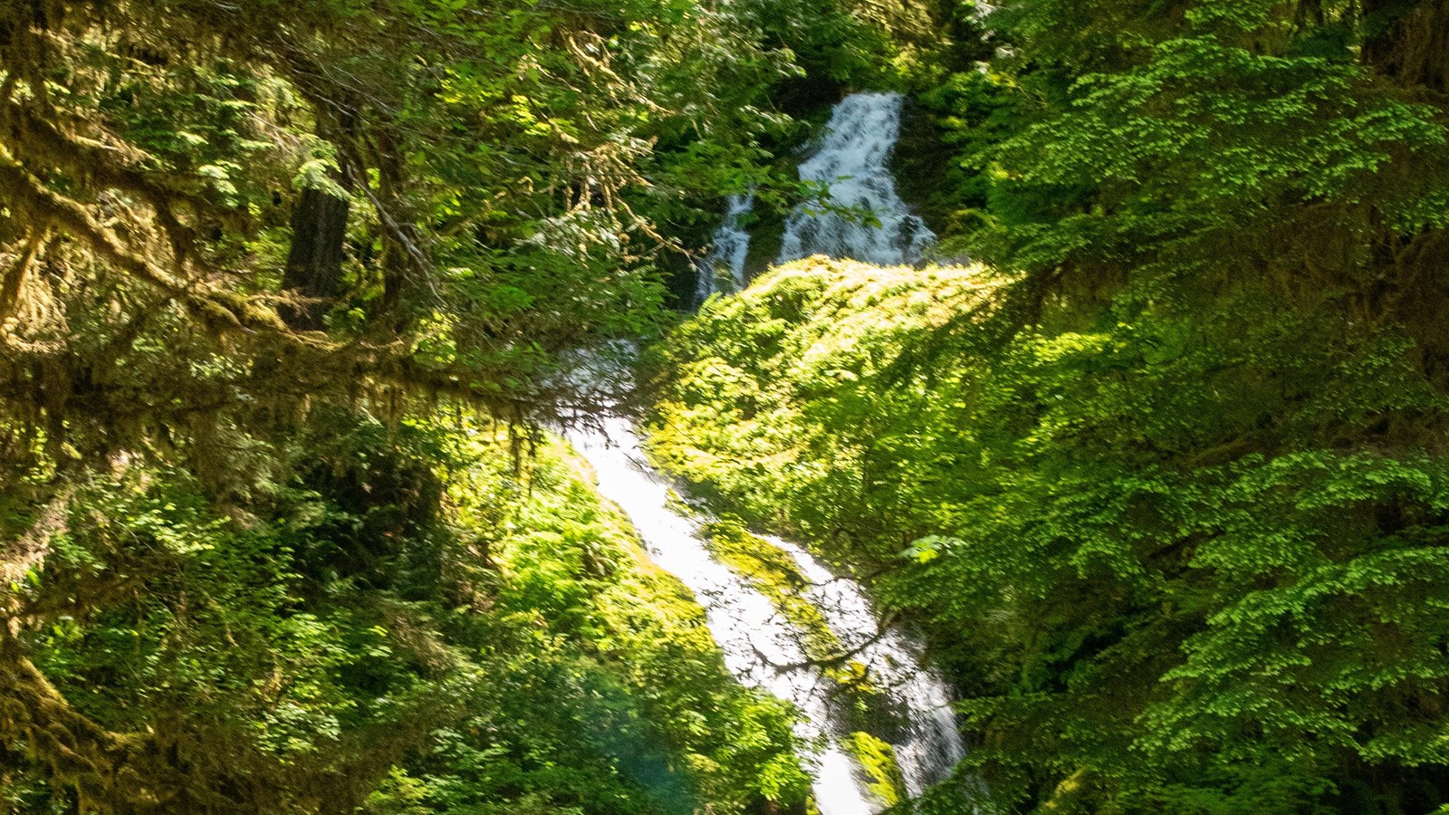 A waterfall in a leafy forest