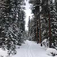 Ski tracks travel through a forest.