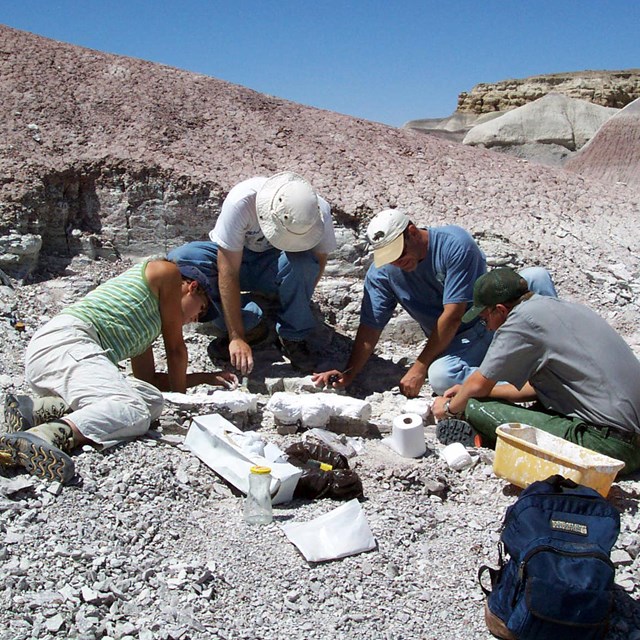 People work around a dig for fossil bones in gray badlands with a blue sky.