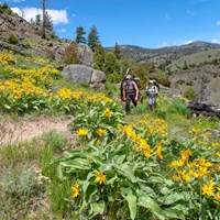 Two people hike through a field of yellow flowers along the side of a slope.