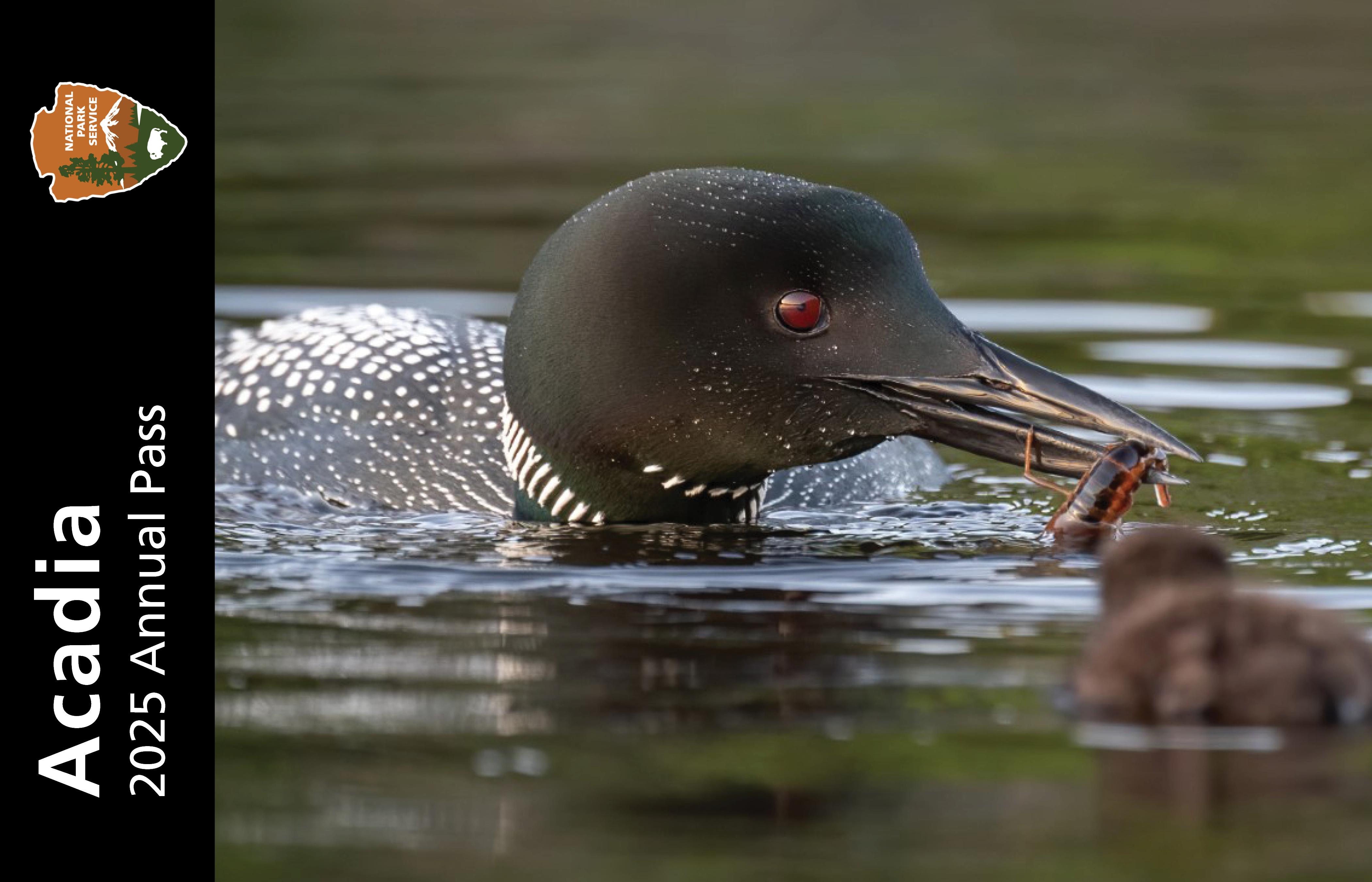 Annual Entrance - Park