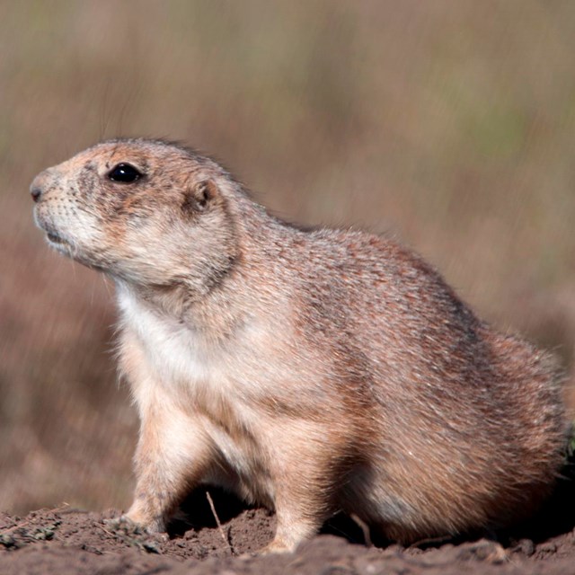 A small prairie dog stands atop his burrow