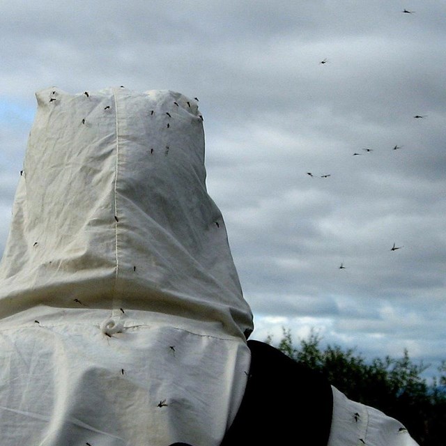 A person wearing a special suit covered in mosquitos