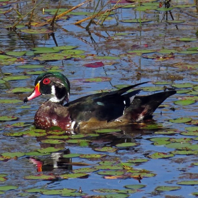 A wood duck with a bright orange bill and red eye. Photo by Wood Pawcatuck Watershed Association