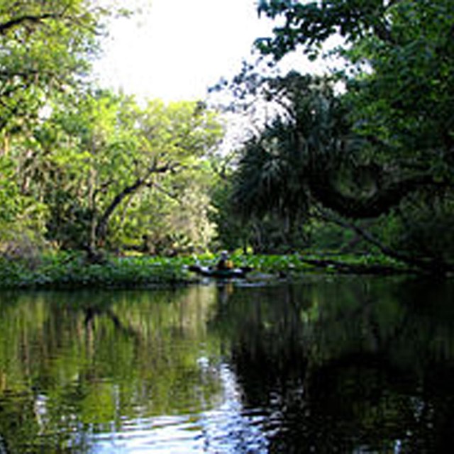 kayaker on calm stretch of river with lush forest in background
