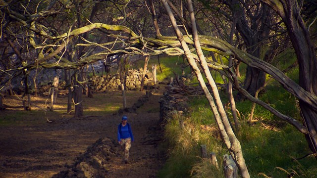 Photograph of woman hiking the trail underneath a canopy of trees