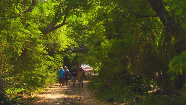 Group of hikers on a tree-lined trail