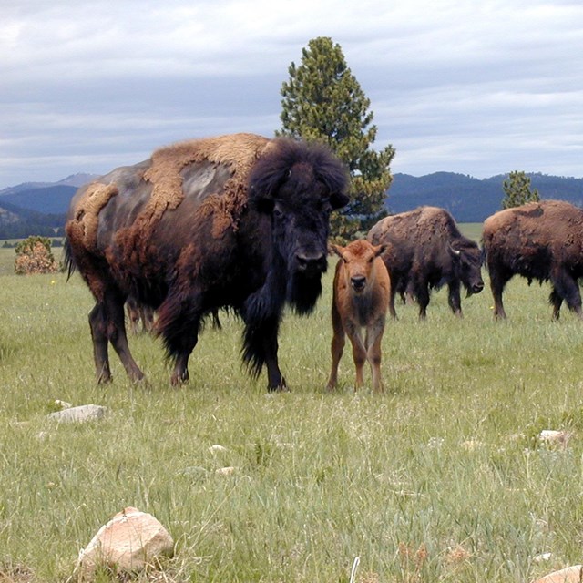 A bison, her calve, and their herd behind them
