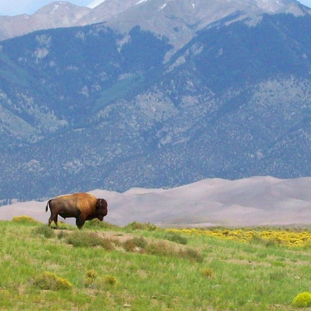Lone bison in grassland in front of sand dunes and mountains