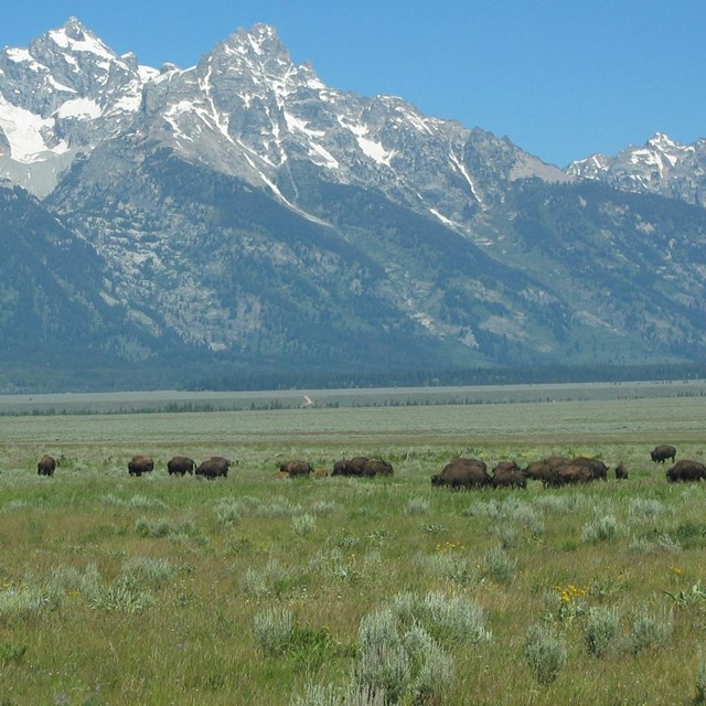 Herd of bison in grassland with mountain backdrop