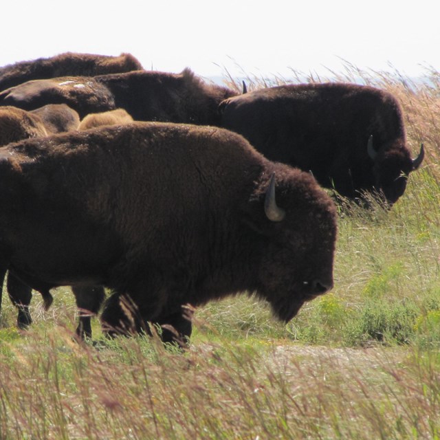 Group of bison in grasslands