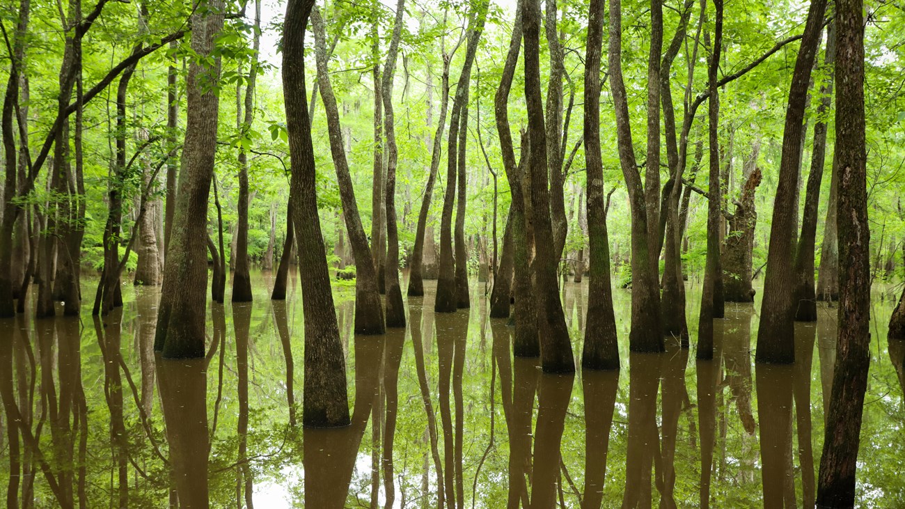 Many tupelo trees standing in calm murky water that reflects the trees and green canopy.