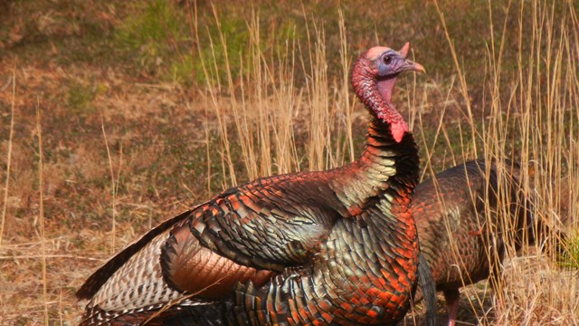 A colorful turkey stands in an open field.