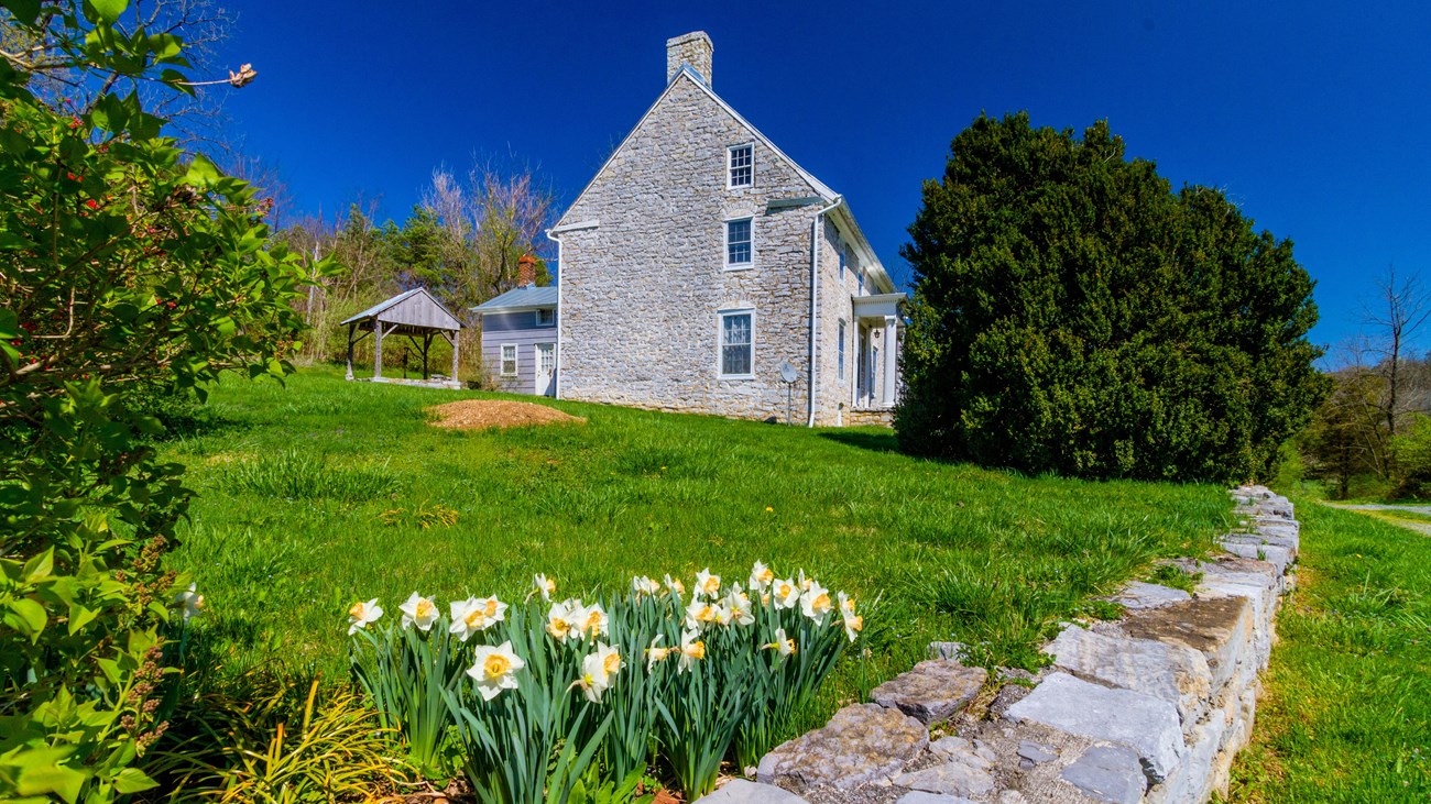 A stone wall with cream-colored daffodils planted along it leads to a limestone colonial farmhouse. 
