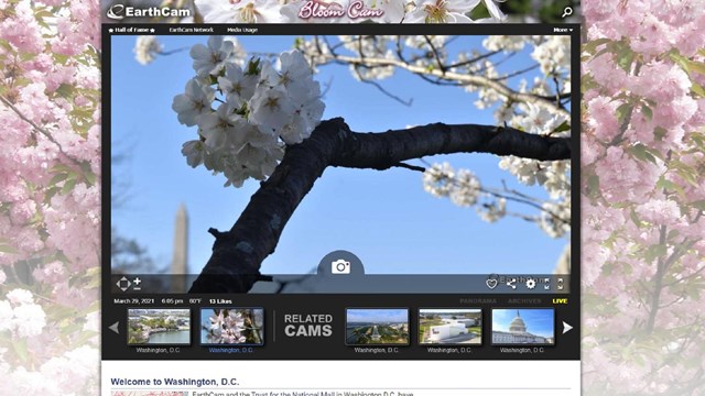 Screenshot of a live web cam showing a cherry blossom flower