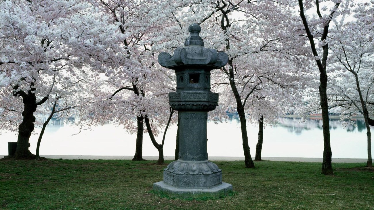 The Japanese Stone Lantern standing on green grass among blooming cherry trees