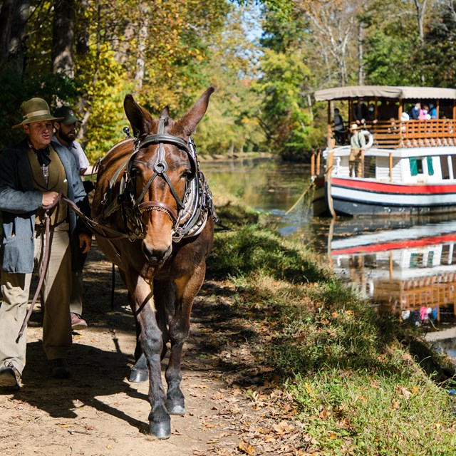 Mule and handler leads canal boat