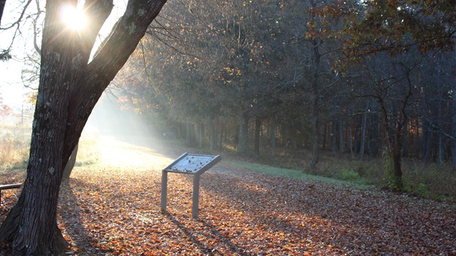sunlight shines on a wayside exhibit covered in leaves on a fall morning