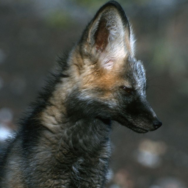 Profile of red fox kit.