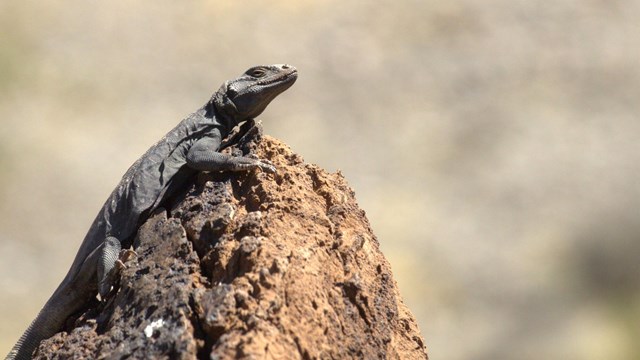 A chuckwalla lays on a red rock. The lizard is very relaxed with their legs splayed out to the sides