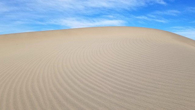 Ripples of sand curve across the top of a sand dune under a blue sky.