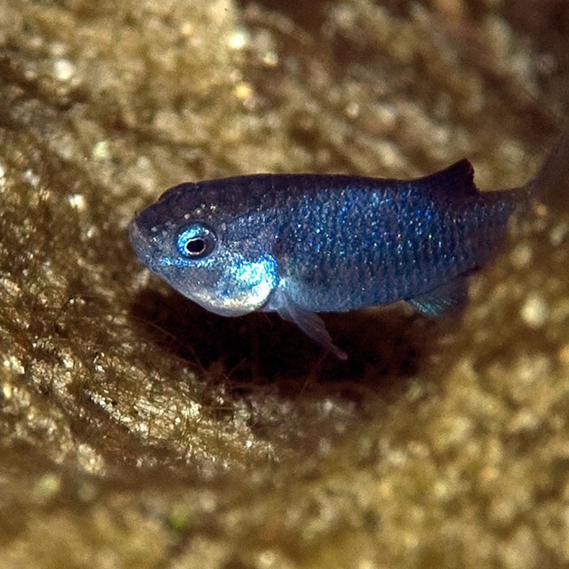 A small blue fish swims underwater against a murky brown floor.