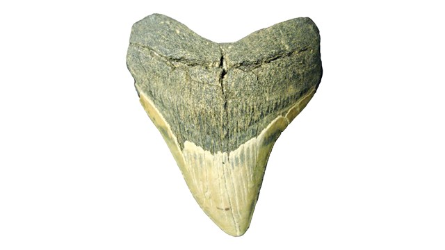 megalodon fossil sharks tooth