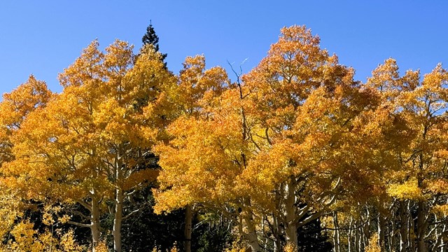 A line of golden leaved trees above golden shrubs with a clear blue sky