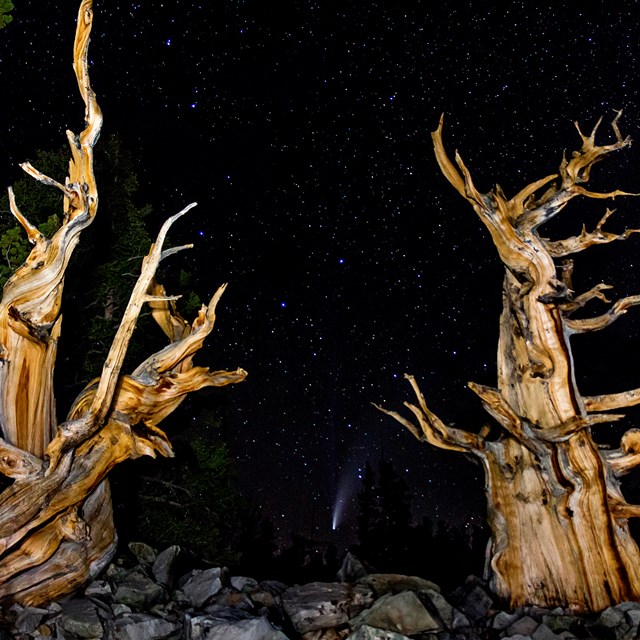 Dead trees with the big dipper behind them.
