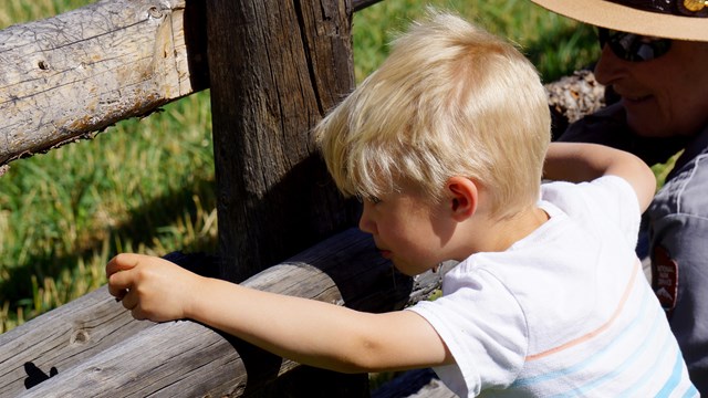 Boy about 4 years old peeks through rail fence, ranger kneels to the right of him