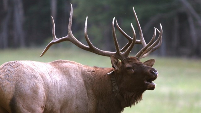 A bull elk standing in front of a field.