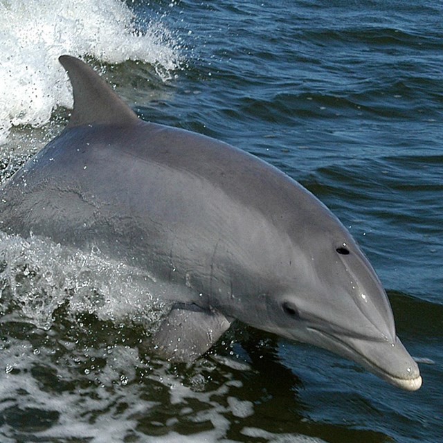 Gray dolphin jumping out of ocean. 