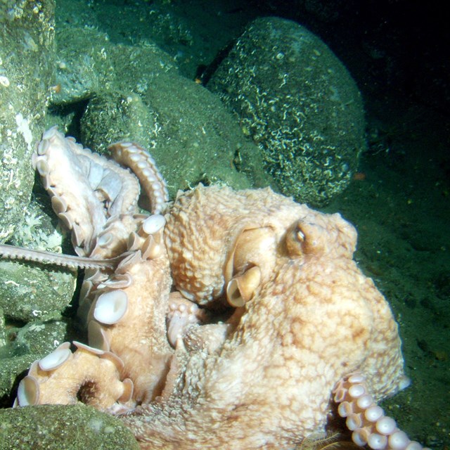 Giant Pacific Octopus - NOAA