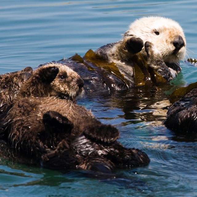 Group of sea otter floating on their back in ocean.