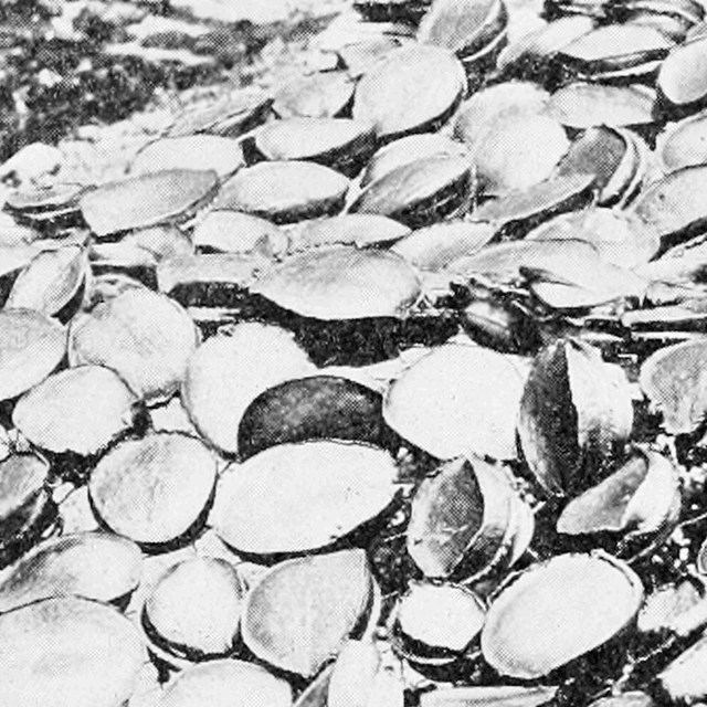Black and white photo of abalone meat drying in the sun. 